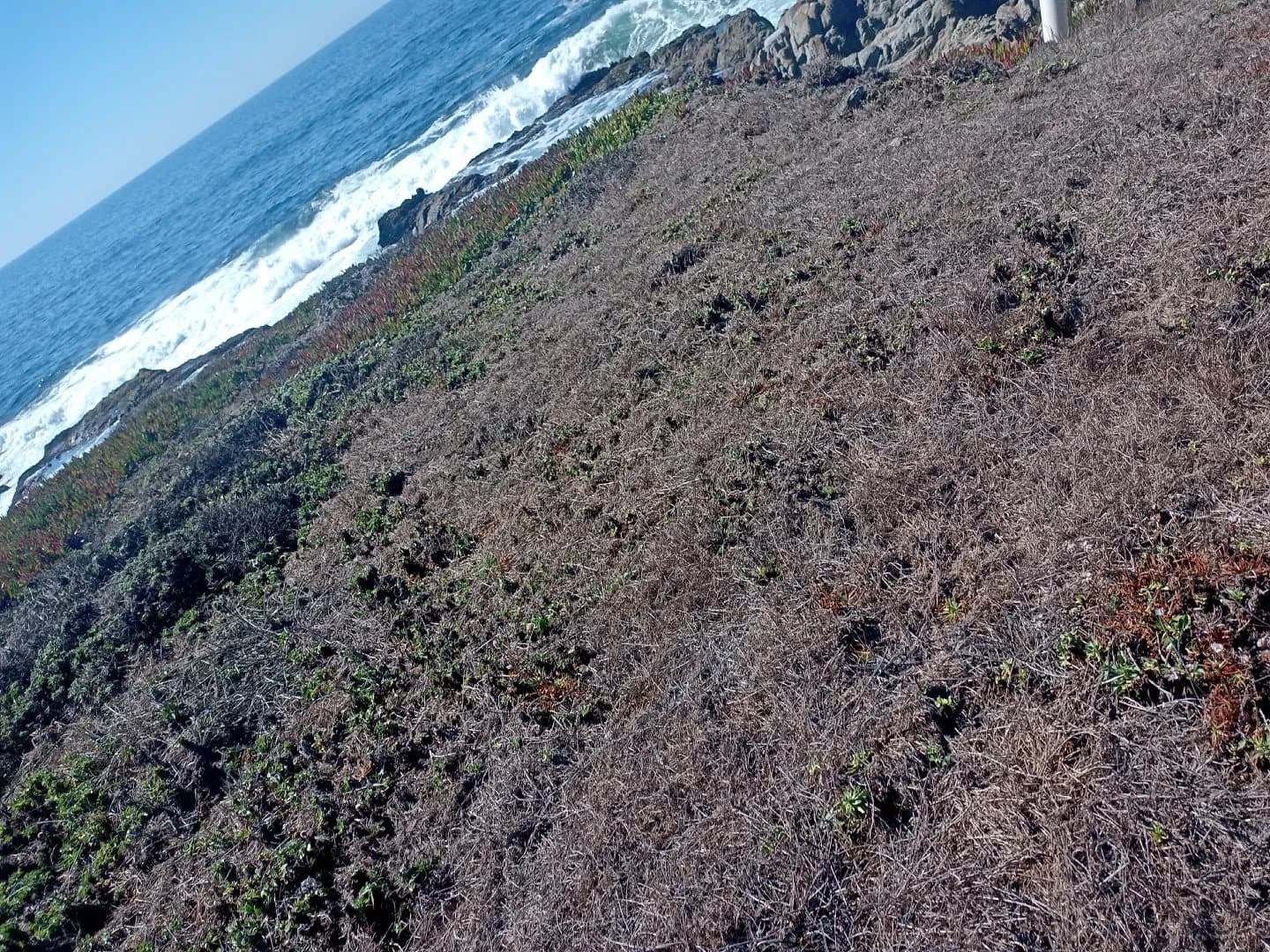 Ice plant and coastal scrub on the bluff above the surf at Bodega Head