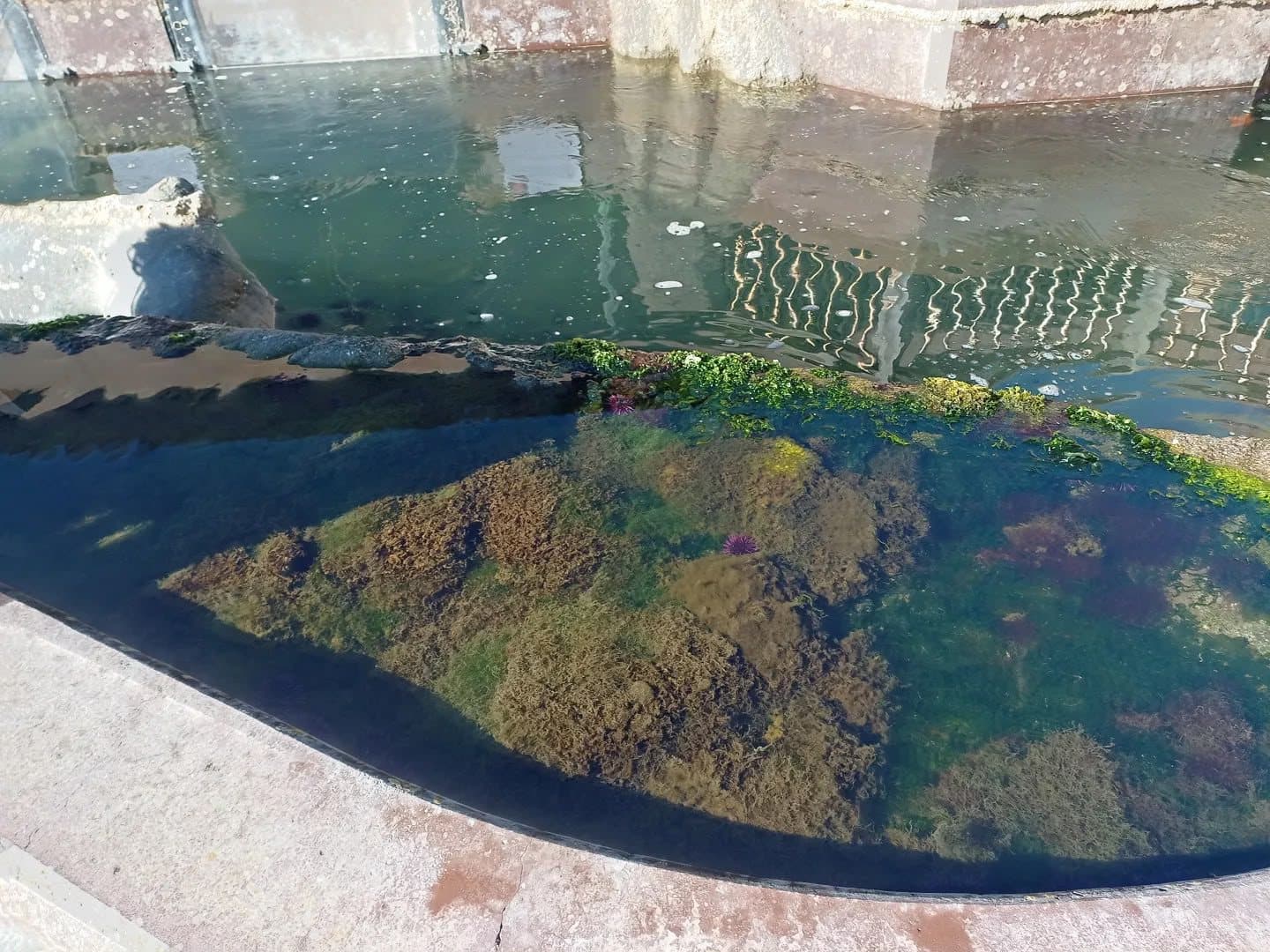 A seawater tide-pool tank, seaweed and urchins visible under the surface